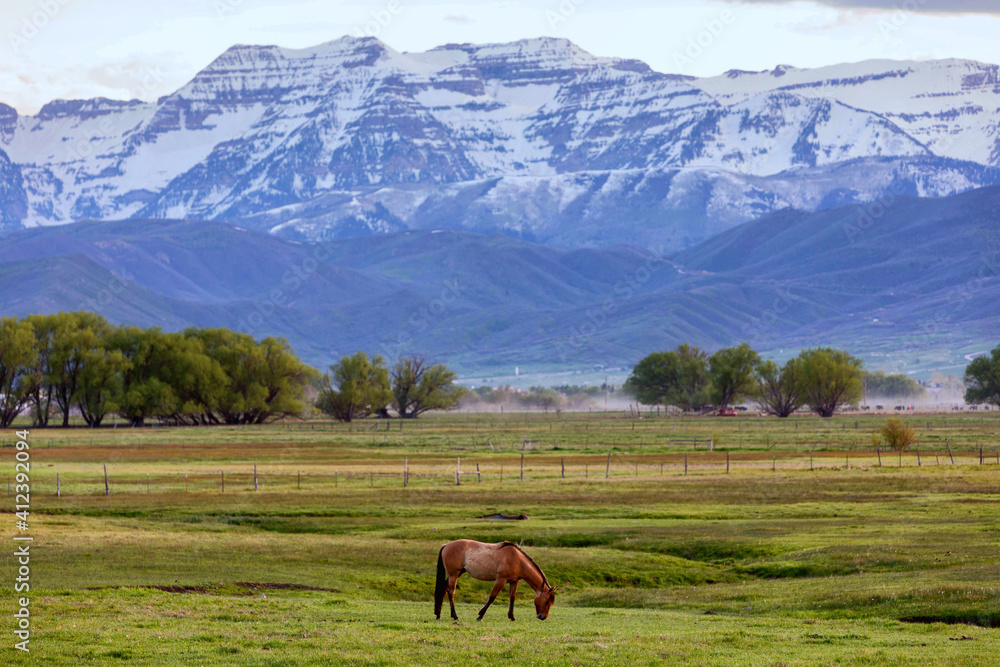 horse in open field in front of mountain
