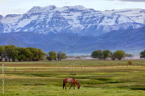 horse in open field in front of mountain
