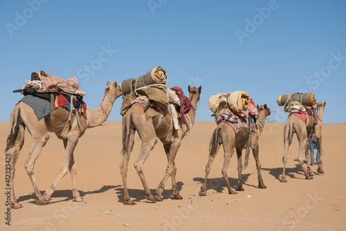 Camels in caravan photo