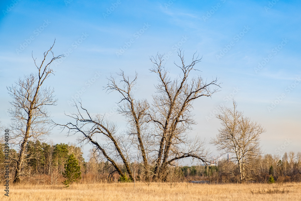 Oddly shaped trees without leaves on an autumn sunny day against a blue sky. Autumn in the park. Oddly shaped trees without leaves on an autumn sunny day against a blue sky. Autumn in the park.