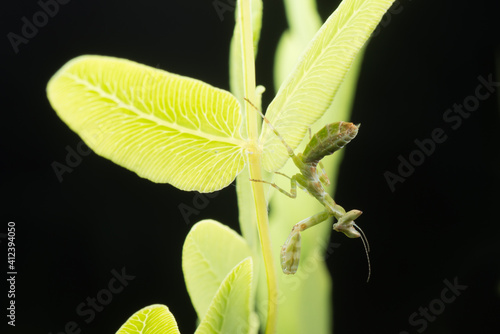 Common flower mantis baby photo