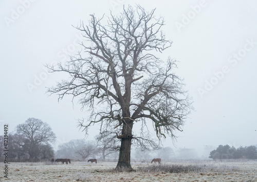 Wallpaper Mural Horses and tree on a frosty morning. Torontodigital.ca