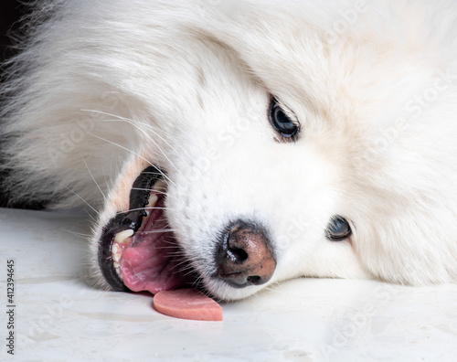 A close up of a dog High quality photo