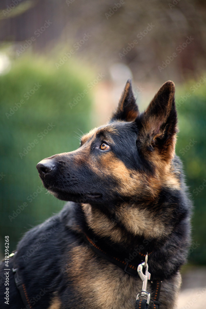Fototapeta premium Schäferhund Gesicht Nah. Hund auf der Wiese blickt aufmerksam 