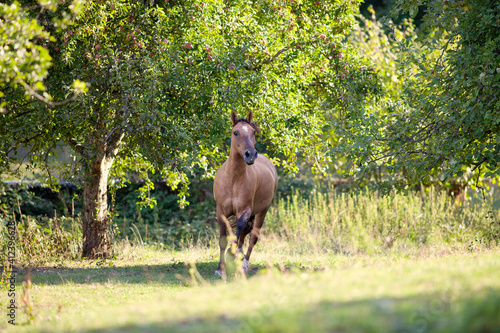 Foto criollo horse in summer outside