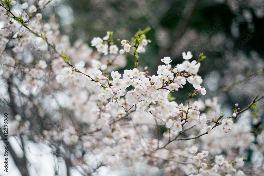 Flowering crabapple tree in the spring, as seen on a cloudy day Flowering crabapple tree in the spring, as seen on a cloudy day