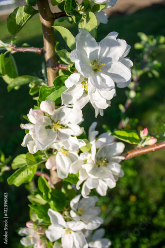 Spring apple tree flowers in the garden
