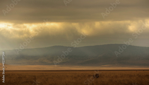 lion roam in the plain