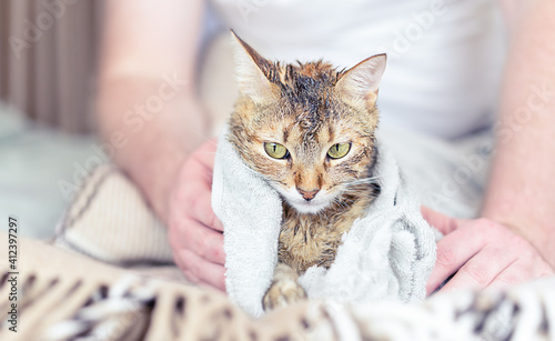 The cat is wiped with a towel after bathing