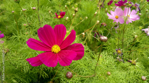 Cosmos flowers closeup