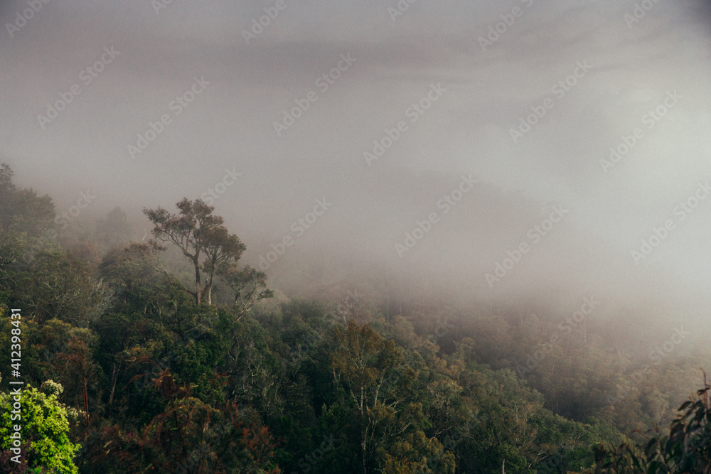 Lush forest under cloud Lush forest under cloud