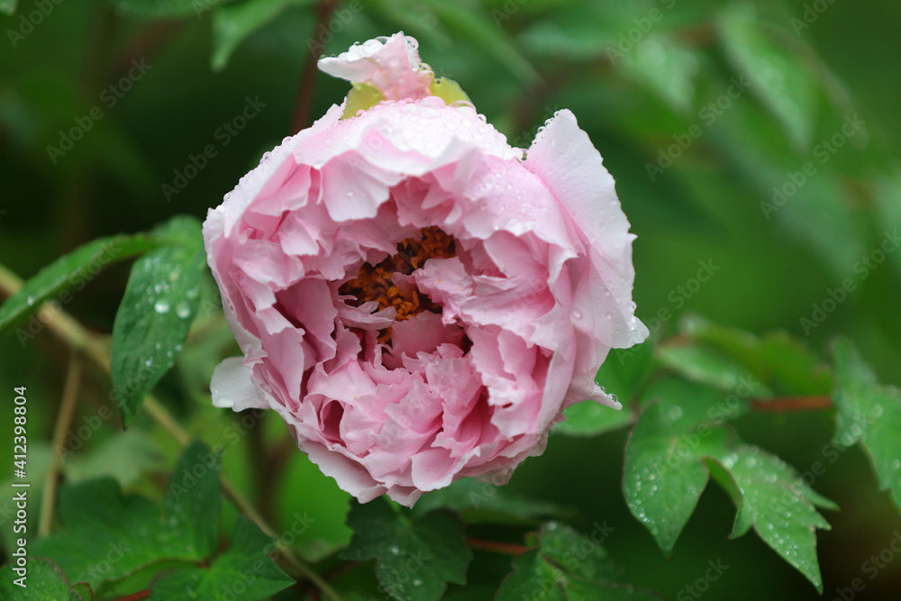 Blooming peonies in the park, China Blooming peonies in the park, China
