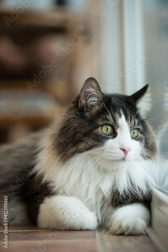 Bobtail cat home looking window. photo