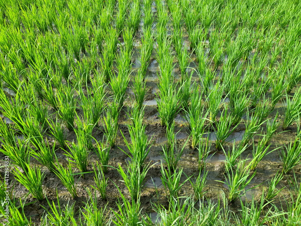 green rice fields in southeast asia,nature top view green rice fields in southeast asia,nature top view