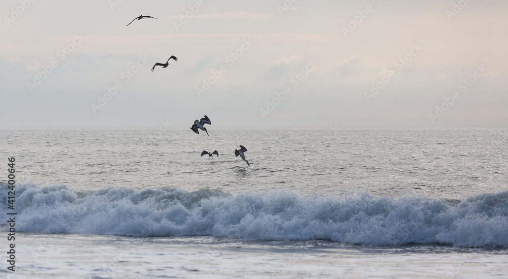 Fototapeta premium Pelicans hunt fish on the ocean coast in Assateague State park