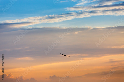 A brown pelican hovers the ocean in Assateague State Park