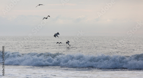 Pelicans hunt fish on the ocean coast in Assateague State park