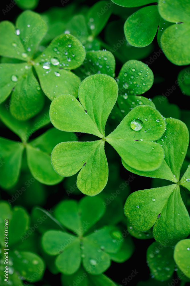 Green clover macro background Green clover macro background
