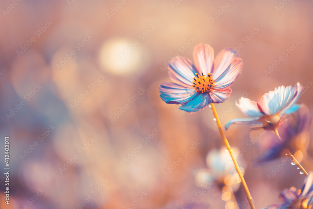 Cosmos flowers beautiful Cosmos flowers beautiful