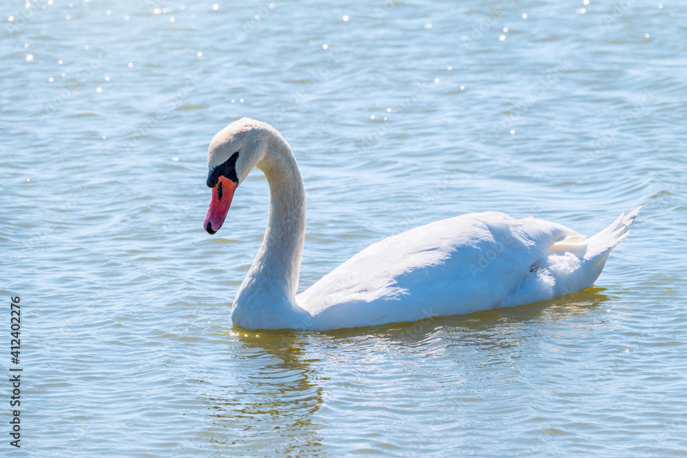 Fototapeta premium Graceful white Swan swimming in the lake, swans in the wild. Portrait of a white swan swimming on a lake.