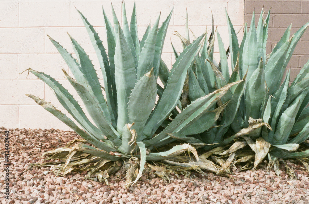 Large Succulents Planted Outdoors in the Sunshine Large Succulents Planted Outdoors in the Sunshine
