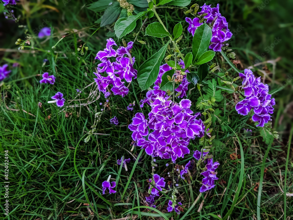 Purple flowers in the garden