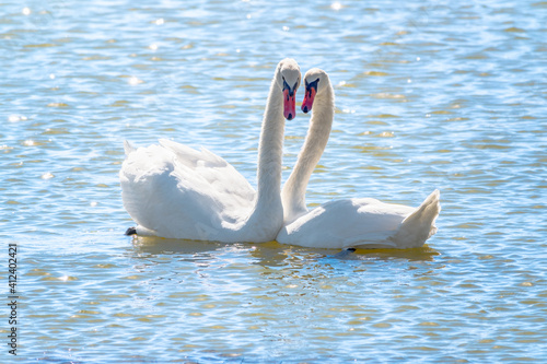 Mating games of a pair of white swans. Swans swimming on the water in nature. Valentine's Day background