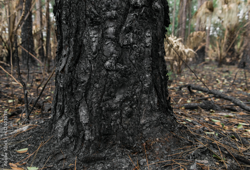 Charred remains of a forest fire Charred remains of a forest fire