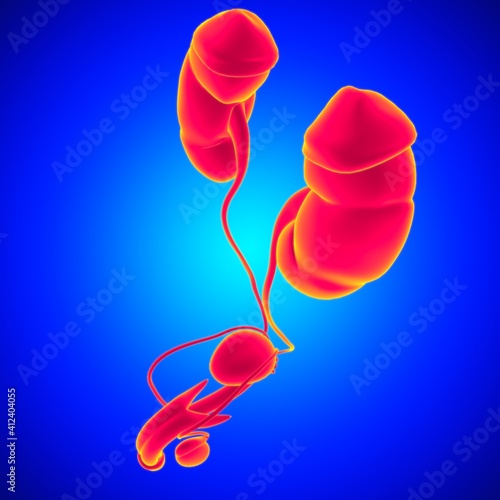 Male Reproductive System Anatomy For Medical Concept 3D Rendering photo