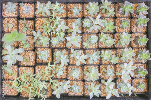 collection of miniature succulent top view background