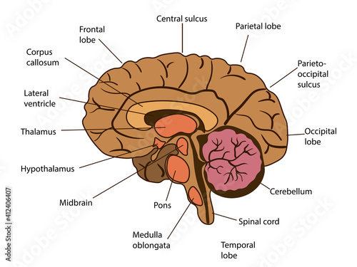 Vector isolated illustration of brain components in man head. Human brain detailed anatomy.