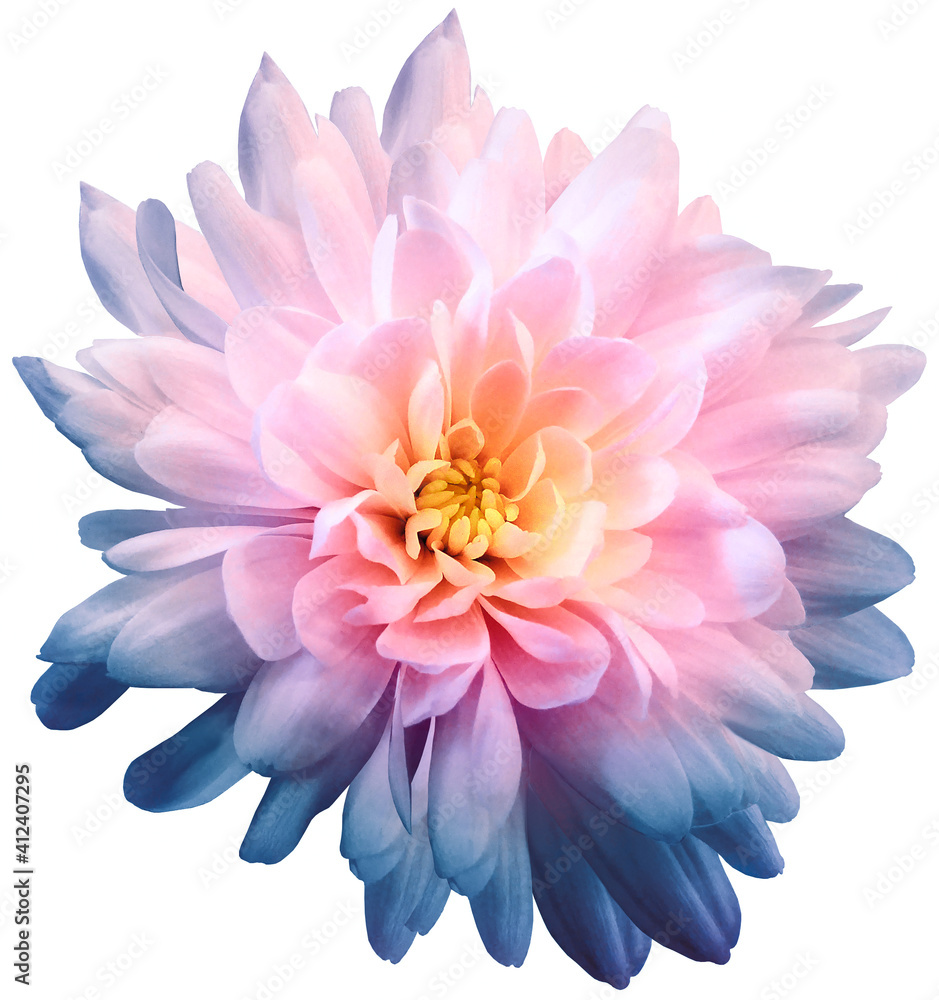 Chrysanthemum  light pink-blue. Flower on  isolated  white background with clipping path without shadows. Close-up. For design. Nature.