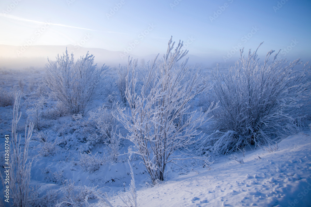 Frost-covered shrubs on a clear winter morning in Siberia. Frost-covered shrubs on a clear winter morning in Siberia.