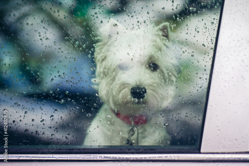 White dog looking sadly out a raindrop covered car window photo