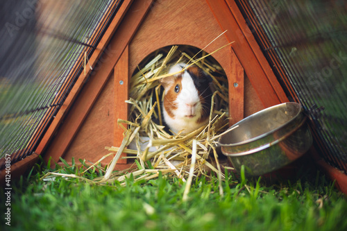 Guinea pig sitting in hay in his hutch
