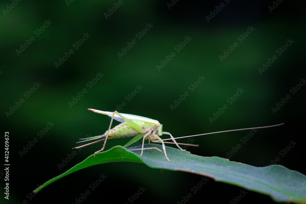 Tree crickets live on wild plants in North China Tree crickets live on wild plants in North China