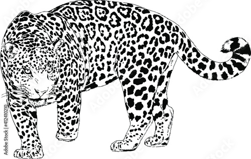 Fotografie, Tablou large leopard preparing to attack, hand-drawn for logo or tattoo, full-length