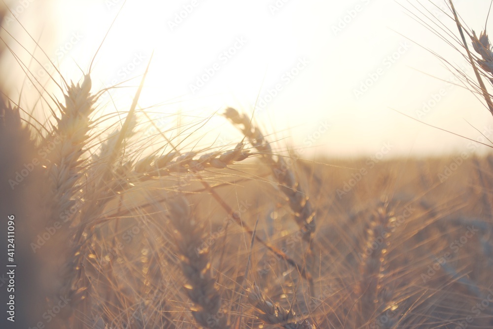 wheat wheat