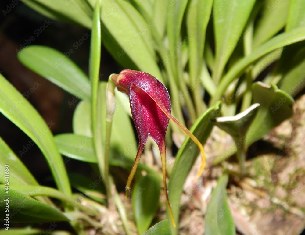 A beautiful violet Dracula Orchid in Costa Rica A beautiful violet Dracula Orchid in Costa Rica