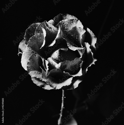 black rose photo