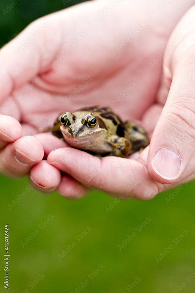 Man holding a British/English Common frog Man holding a British/English Common frog