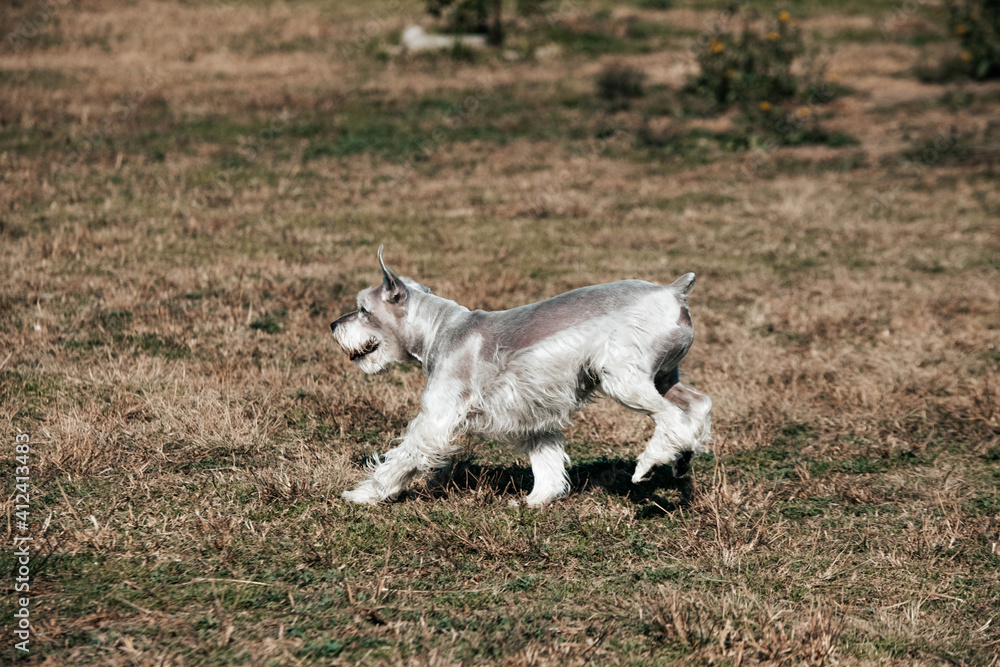 Adorable Silver White Schnauzer running in park Adorable Silver White Schnauzer running in park