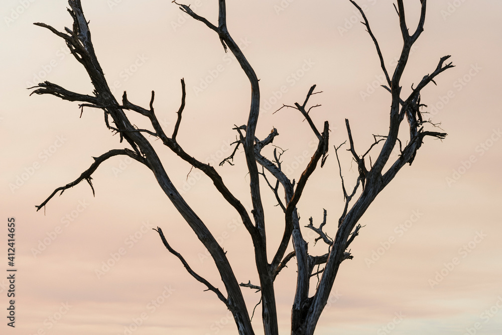 Close up of leafless tree in african safari Close up of leafless tree in african safari