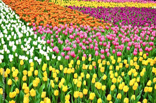 A huge flower bed of Tulips in the city park.