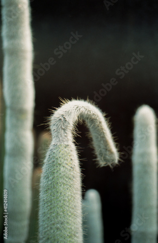 Cleistocactus photo