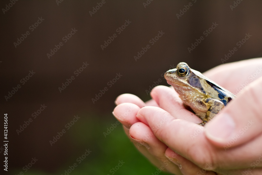 Man holding a British/English Common frog in profile Man holding a British/English Common frog in profile