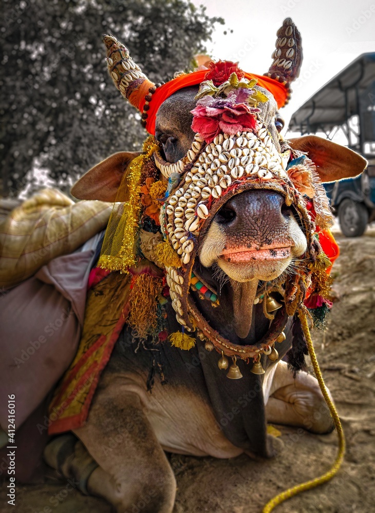 Bull in traditional Indian accessories 