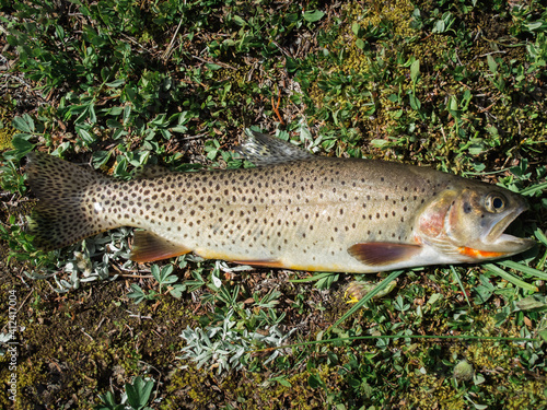 Cutthroat trout fish lying dead on ground