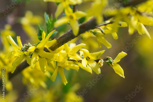 Bright flowering of forsythia in early spring