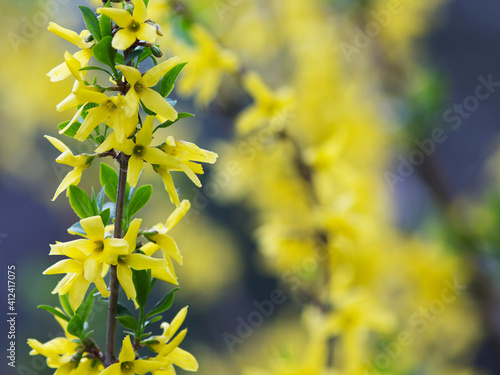 Bright flowering of forsythia in early spring